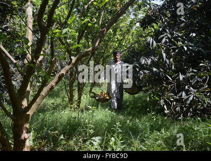 Lahore, Pakistan. Apr 24, 2016. Agriculteurs pakistanais recueille néflier du Japon (Eriobotrya japonica) . Le néflier du Japon (Eriobotrya japonica) est une espèce de plantes de la famille des Rosacées, un ancien fruit cultivé au Japon pour les 1000 dernières années. Il est également connu sous le nom de prunier japonais et chinois de prune, également connu sous le nom de pipa en Chine. © Rana Sajid Hussain/Pacific Press/Alamy Live News Banque D'Images