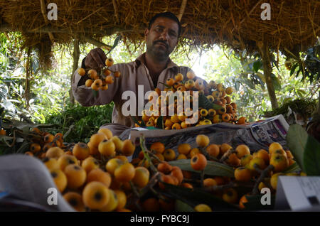 Lahore, Pakistan. Apr 23, 2016. Agriculteurs pakistanais montre son recueillies néflier du Japon (Eriobotrya japonica) . Le néflier du Japon (Eriobotrya japonica) est une espèce de plantes de la famille des Rosacées, un ancien fruit cultivé au Japon pour les 1000 dernières années. Il est également connu sous le nom de prunier japonais et chinois de prune, également connu sous le nom de pipa en Chine. © Rana Sajid Hussain/Pacific Press/Alamy Live News Banque D'Images