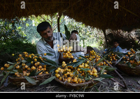 Lahore, Pakistan. Apr 23, 2016. Agriculteurs pakistanais montre son recueillies néflier du Japon (Eriobotrya japonica) . Le néflier du Japon (Eriobotrya japonica) est une espèce de plantes de la famille des Rosacées, un ancien fruit cultivé au Japon pour les 1000 dernières années. Il est également connu sous le nom de prunier japonais et chinois de prune, également connu sous le nom de pipa en Chine. © Rana Sajid Hussain/Pacific Press/Alamy Live News Banque D'Images