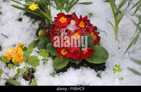 Rostock-Warnemuende, Allemagne. Apr 25, 2016. Un lit de fleur est recouverte de neige en Rostock-Warnemuende, Allemagne, 25 avril 2016. Un mélange de pluie, de neige et de grésil de douches avec sun entre-temps fait pour avril classique. Photo : BERND WUESTNECK/dpa/Alamy Live News Banque D'Images