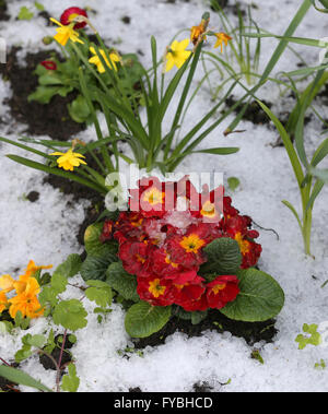 Rostock-Warnemuende, Allemagne. Apr 25, 2016. Un lit de fleur est recouverte de neige en Rostock-Warnemuende, Allemagne, 25 avril 2016. Un mélange de pluie, de neige et de grésil de douches avec sun entre-temps fait pour avril classique. Photo : BERND WUESTNECK/dpa/Alamy Live News Banque D'Images