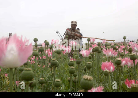 Détruire les agents de sécurité dans un champ de pavot à opium au cours de la campagne de Gulistan en Chaman le lundi 25 avril, 2016. (ANF) Force de lutte contre les stupéfiants a commencé l'opération contre le champ de pavot à opium et détruit quelque 60 hectares de pavot à opium a déposé à Gulistan avec Pak-Afghan frontière. Banque D'Images