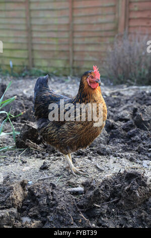 Pet Rock Rhode poulet dans un jardin en Brabourne Lees, Ashford, Kent, Angleterre Banque D'Images