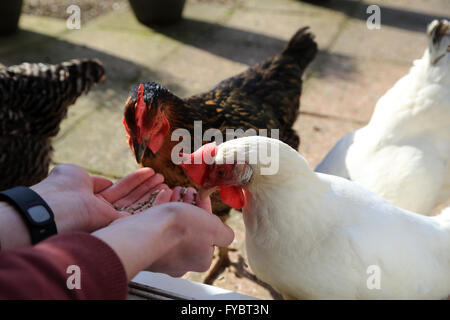 Rhode Rock et Bason pet blanc poulets nourris par la main dans un jardin en Brabourne Lees, Ashford, Kent, Angleterre Banque D'Images