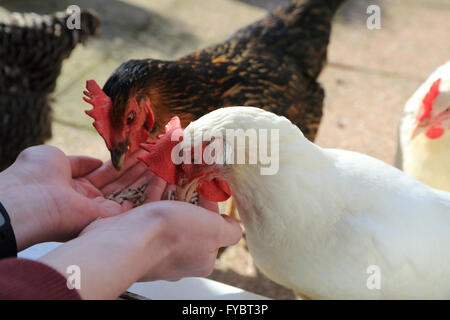 Rhode Rock et Bason pet blanc poulets nourris par la main dans un jardin en Brabourne Lees, Ashford, Kent, Angleterre Banque D'Images