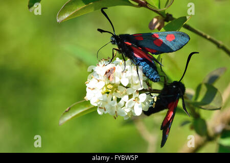 Bordée étroite sur place cinq papillons burnet (Zygaena lonicerae). Paire de papillons de la famille des Zygaenidae nectar sur les fleurs de troènes Banque D'Images