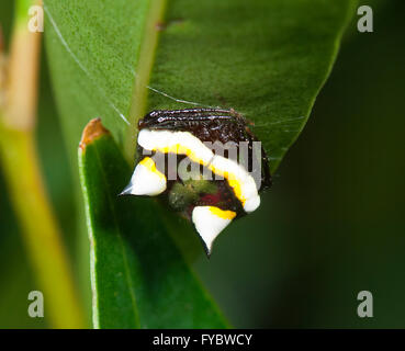 Deux épines Poecilopachys Spider (Australasie), New South Wales, Australie Banque D'Images