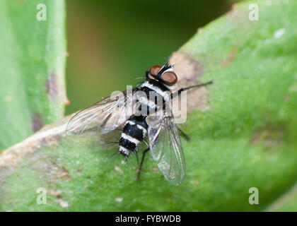 Tordeuses australienne (Tachinid Trigonospila brevifacies), New South Wales, Australie Banque D'Images