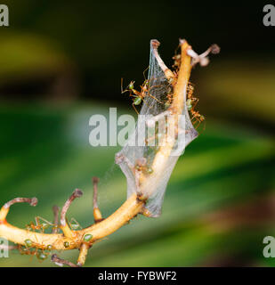 Arbre vert fourmis (Oecophylla smaragdina) Queensland du Nord, Australie Banque D'Images