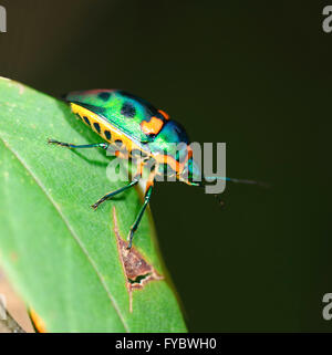 Green Jewel Bug (Lampromicra le sénateur), New South Wales, Australie Banque D'Images