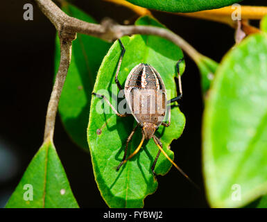 Deux-points Gum Tree Nymphe Bug Shield (Poecilometis parilis), 5e stade larvaire, New South Wales, NSW, Australie Banque D'Images