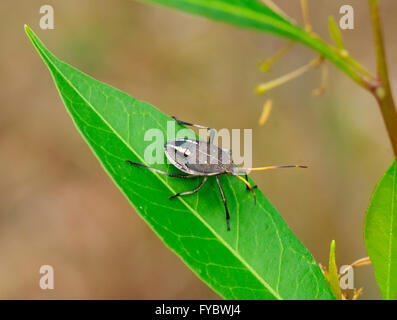 Deux-points Gum Tree Nymphe Bug Shield (Poecilometis parilis), 5e stade larvaire, New South Wales, NSW, Australie Banque D'Images