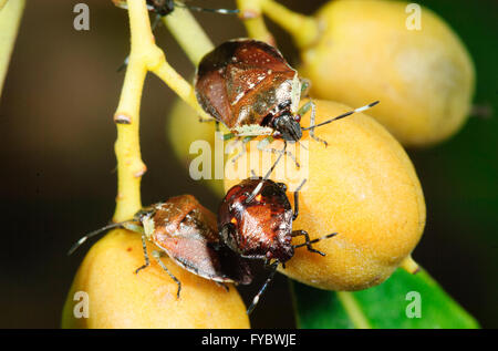 Stink Bug Nymphs, New South Wales, NSW, Australie Banque D'Images