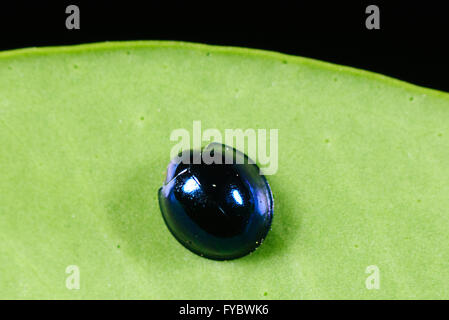 Steelblue (Halmus chalybeus), New South Wales, Australie Banque D'Images