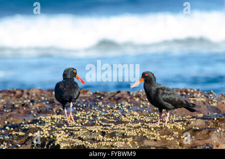 L'huîtrier fuligineux Haematopus Fuliginosus se nourrissant sur les rochers Banque D'Images