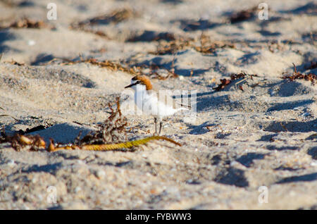 Les « récent Charadrius Ruficapillus plafonné rouge sur une plage Banque D'Images