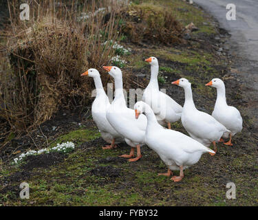 Blencathra chasser d'Millbeck Millbeck Hall Hall 08.03.16 Agent de sécurité. Six Oies Banque D'Images