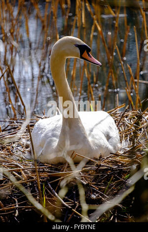 Cygne muet assis sur son nid de roseaux des étangs sur Cannop au printemps en forêt de Dean, Gloucestershire England UK. Nid caché par des roseaux Banque D'Images