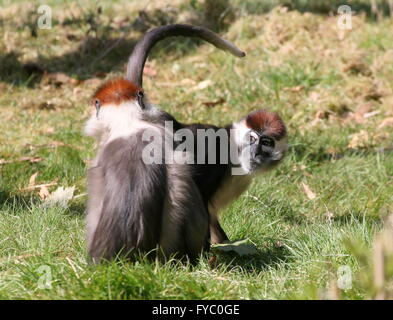 Rouge de l'Afrique de l'ouest ou enneigées (blanc) collier Mangabeys noirs (Cercocebus torquatus, Cercocebus collaris), une femme et son fils Banque D'Images