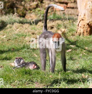 Rouge de l'Afrique de l'ouest ou enneigées (blanc) collier Mangabeys noirs (Cercocebus torquatus, Cercocebus collaris), une femme et son fils Banque D'Images