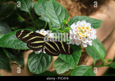 Zebra longwing (papillon Heliconius charithonia) sur lantana Banque D'Images
