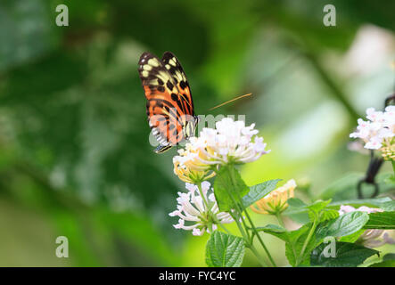 Heliconius hecale Longwing polymorphes (papillon) la recherche de nourriture sur une fleur Banque D'Images