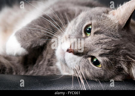 gros chat Banque D'Images