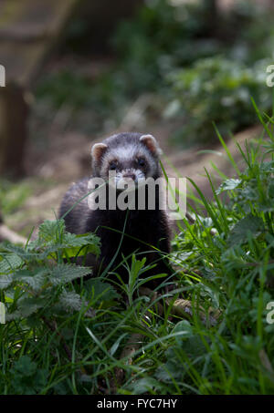 Le putois Mustela putorius, européen, dans l'extérieur du boîtier. Banque D'Images