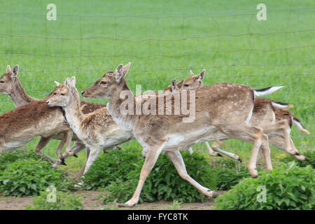 Groupe de cerfs sika / nature / ne Banque D'Images