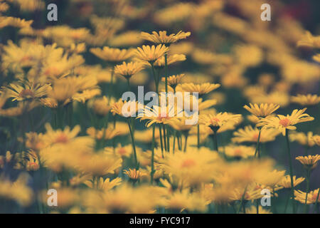 Arrière-plan de printemps - champ de fleurs jaunes Banque D'Images