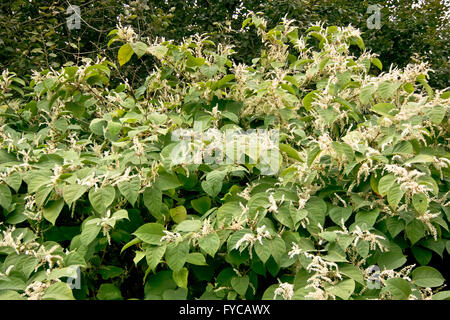 - La renouée du Japon Fallopia japonica (Polygonaceae) Banque D'Images