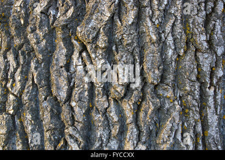 La structure de l'écorce de peuplier - texture close up Banque D'Images