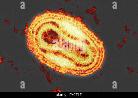 VIRUS DE LA SHARKA, TEM Banque D'Images