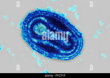 VIRUS DE LA SHARKA, TEM Banque D'Images