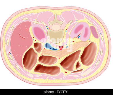 L'ABDOMEN, de l'anatomie Banque D'Images
