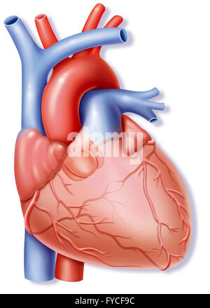 Coeur, ILLUSTRATION Banque D'Images