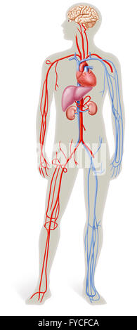 ANATOMIE Banque D'Images