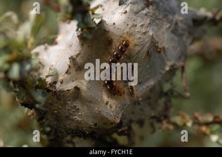 Brown-tail Moth (Euproctis chrysorrhoea) chenilles sur leur nid sur des argousier (Hippophae rhamnoides) Banque D'Images
