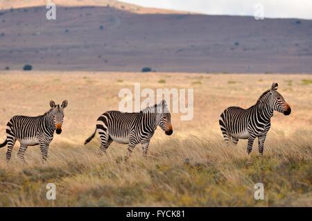 Des zèbres de montagne du cap (Equus zebra zebra), comité permanent des troupeaux dans les hautes herbes sèches, Mountain Zebra National Park, Eastern Cape Banque D'Images