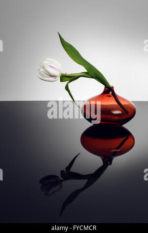 White Tulip dans Vase en verre orange avec réflexion Banque D'Images