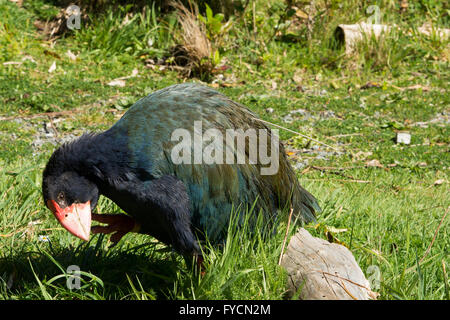 La Talève takahé (Porphyrio hochstetteri) est un oiseau sans ailes, mais pas voler les populations de la Nouvelle Zélande et très menacé. Banque D'Images