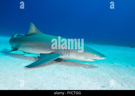 Requins citrons, Negaprion brevirostris, natation sur sable, Bahamas Banque D'Images