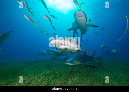 Requin de récif des Caraïbes, Carcharhinus perezi, natation sur les herbiers, France Banque D'Images