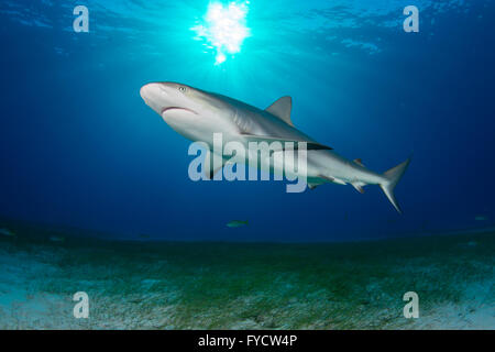 Requin de récif des Caraïbes, Carcharhinus perezi, natation sur les herbiers, France Banque D'Images