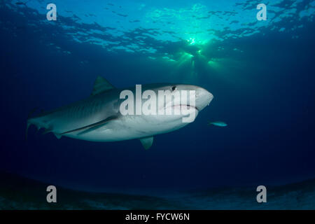 Requin tigre, Galeocerdo cuvier, natation, Bahamas Banque D'Images