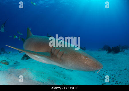 Ginglymostoma cirratum, requin nourrice, natation, Bahamas Banque D'Images