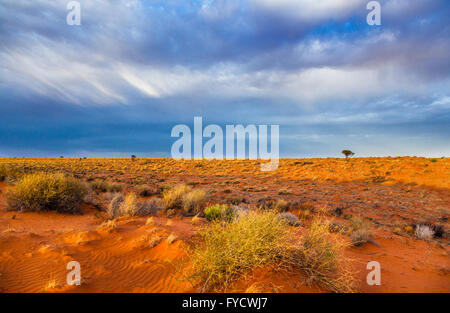Dunes rouges du désert de Simpson au Parc National Witjira, Australie du Sud Banque D'Images
