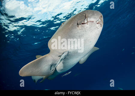 Ginglymostoma cirratum, requin nourrice, dessous, Bahamas Banque D'Images