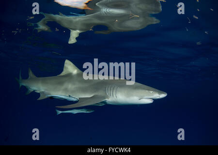 Quelques remoras collée sur le requin, Negaprion brevirostris, Bahamas Banque D'Images