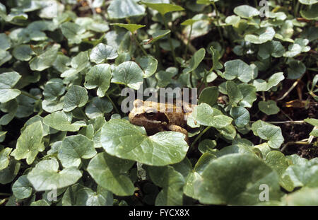 Grenouille Banque D'Images